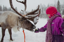 Zimowa przygoda w Laponii