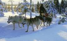 Zimowa zabawa w Rovaniemi - psi zaprzęg